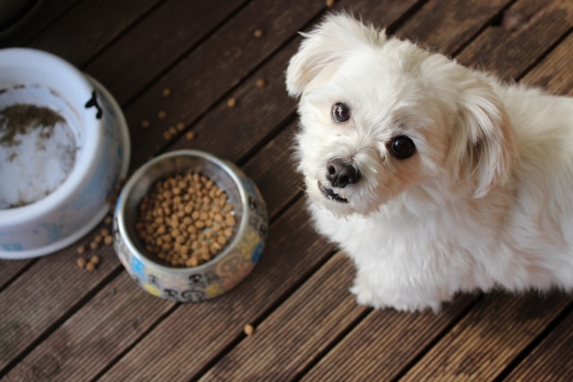 Nutritious Pet Food for a Healthy & Happy Pet