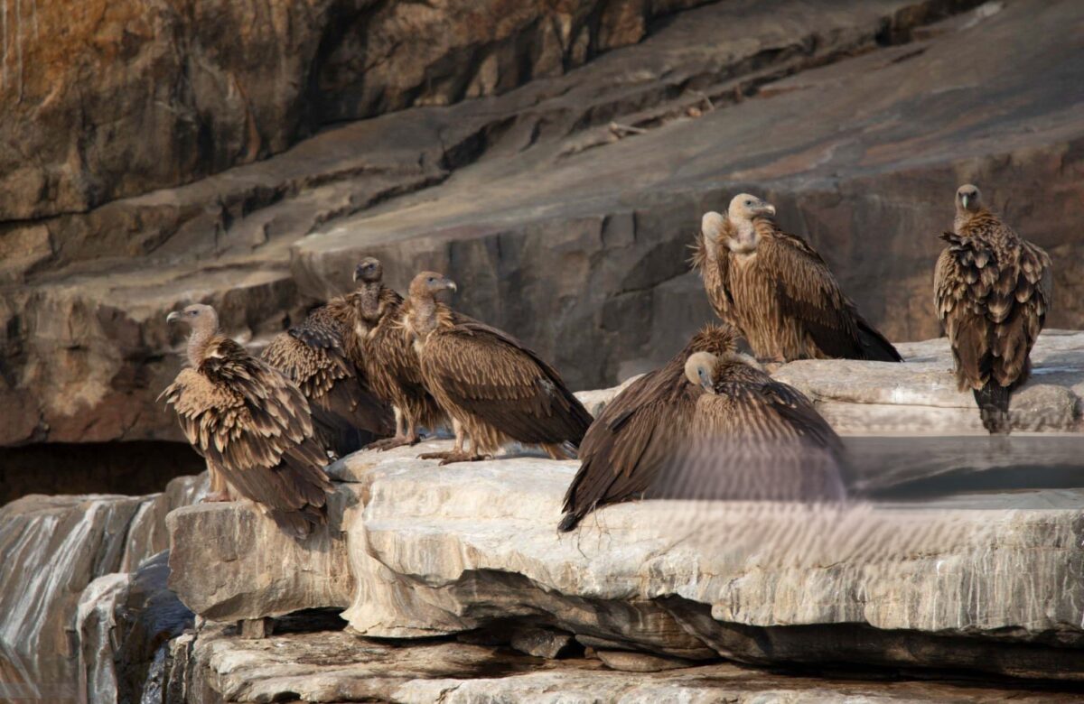 How the Decline of Vultures Linked to 500,000 Human Deaths